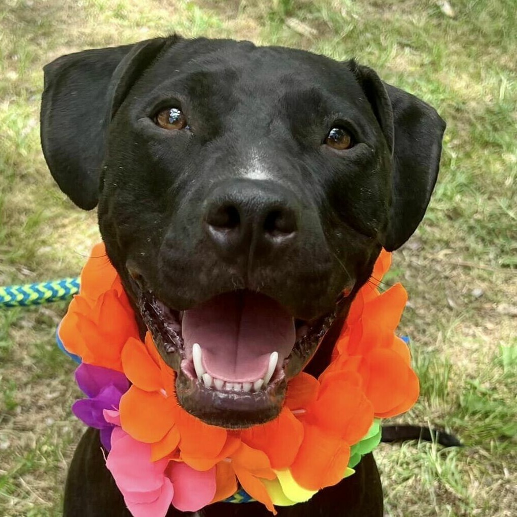 Hercules, an adoptable Pit Bull Terrier in Wichita, KS, 67278 | Photo Image 2