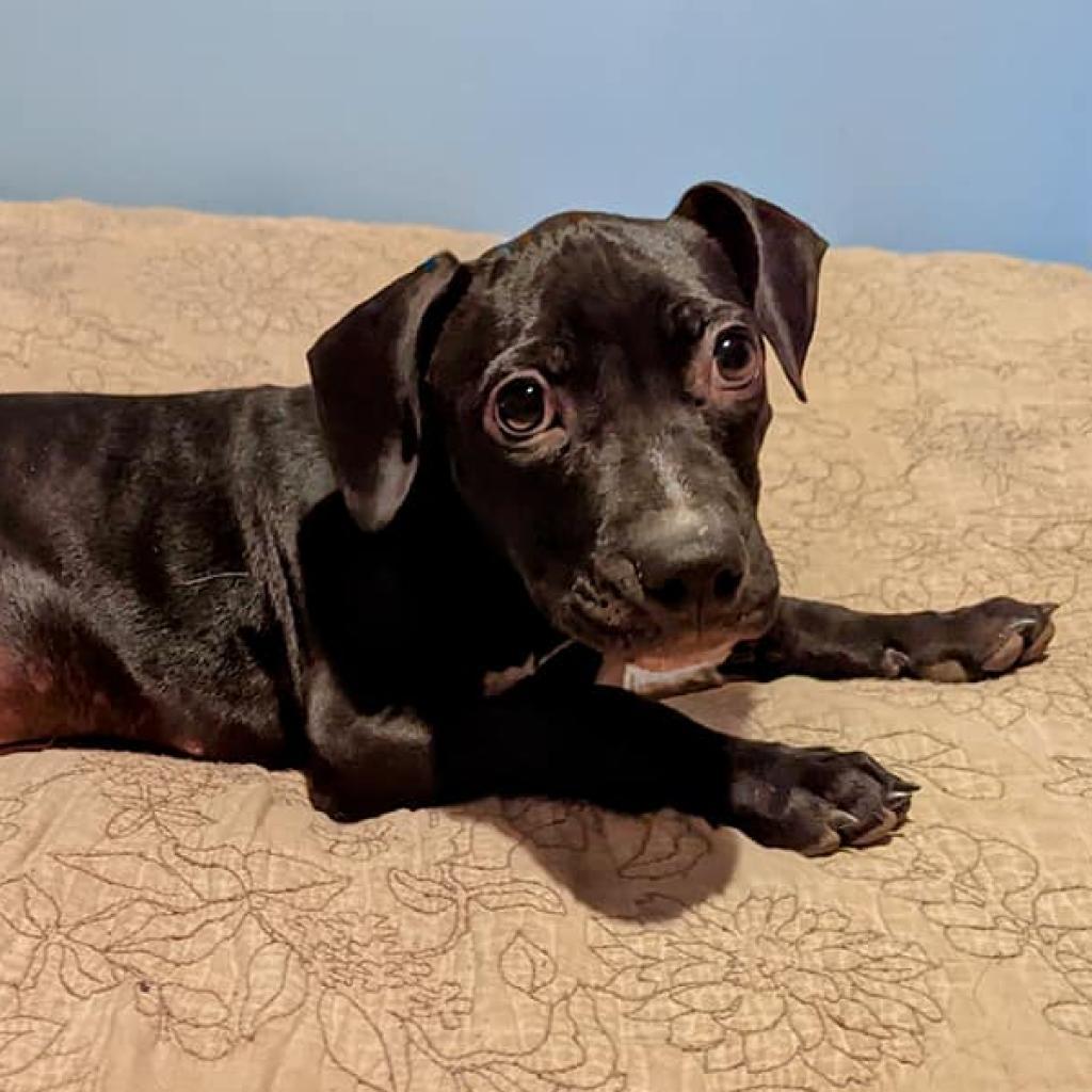 Hercules, an adoptable Pit Bull Terrier in Wichita, KS, 67278 | Photo Image 3