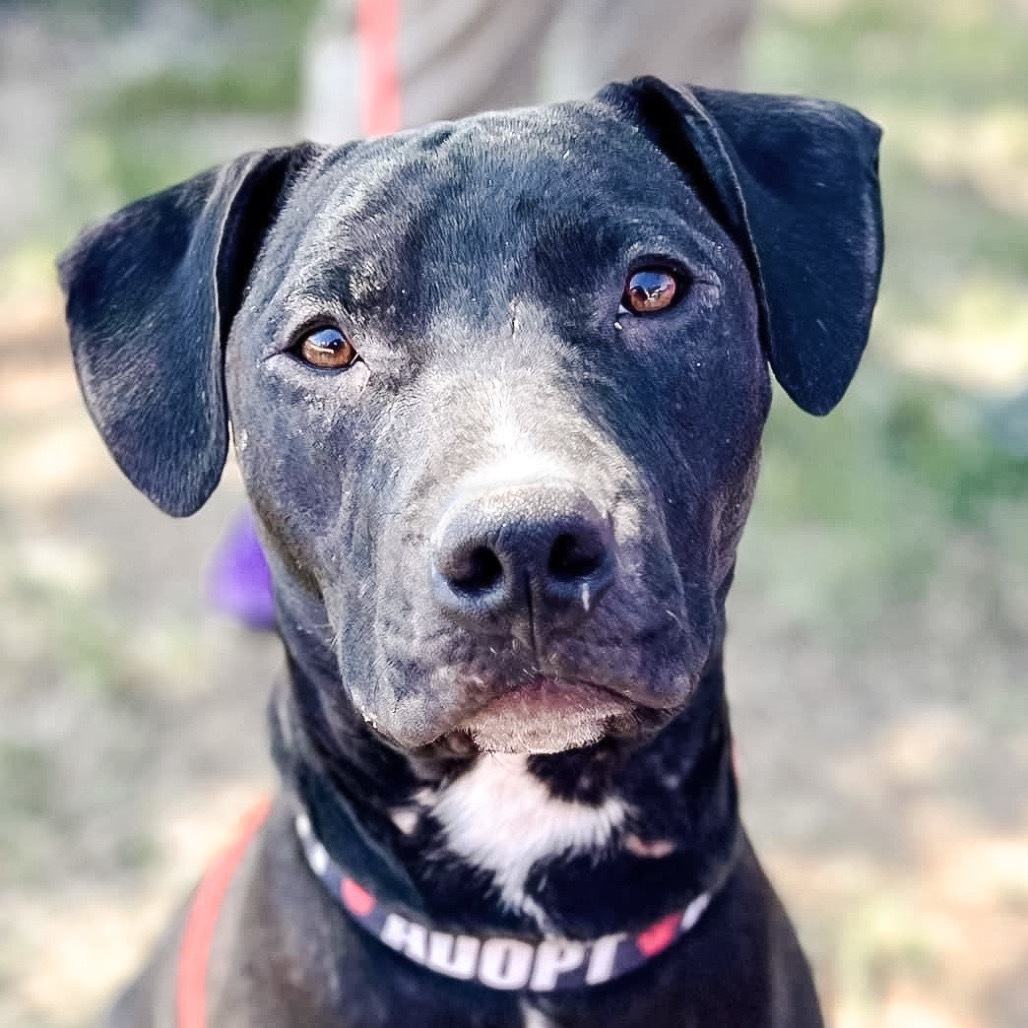 Hercules, an adoptable Pit Bull Terrier in Wichita, KS, 67278 | Photo Image 3