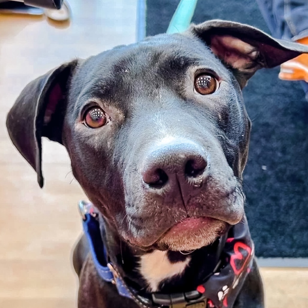 Hercules, an adoptable Pit Bull Terrier in Wichita, KS, 67278 | Photo Image 4