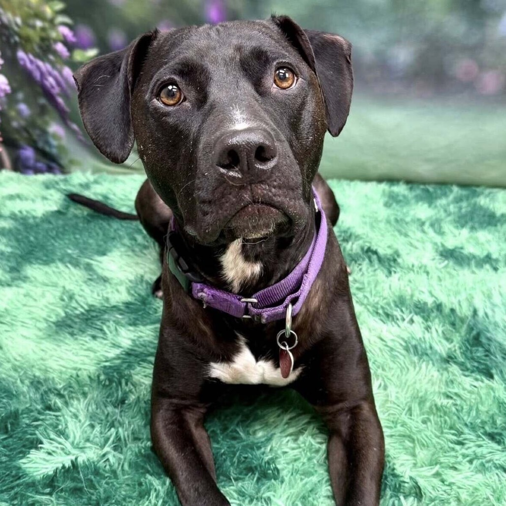 Hercules, an adoptable Pit Bull Terrier in Wichita, KS, 67278 | Photo Image 5