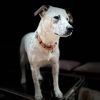 Wrangler photo 1