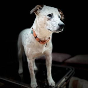 Wrangler, Young Male Australian Cattle Dog / Blue Heeler