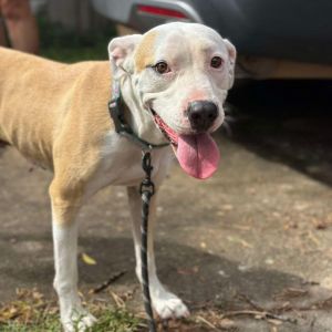 Bella Luna, Adult Female American Bulldog