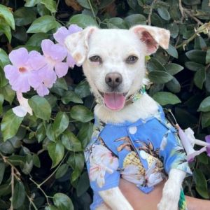 Hi My name is Boogie and Im at the Santa Maria Campus Im a 5 year old male Chihuahua mix