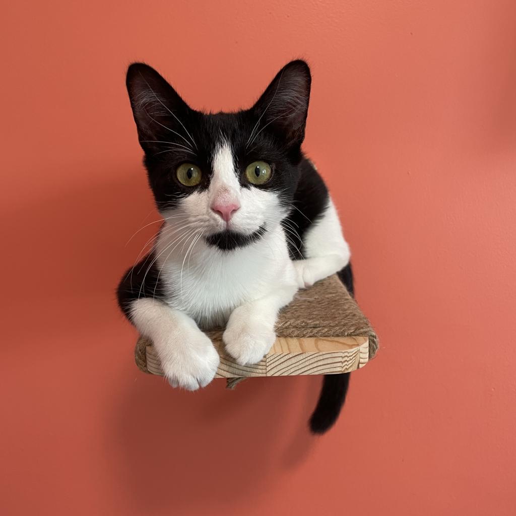 Mini Moo (bonded with Momma Moo)