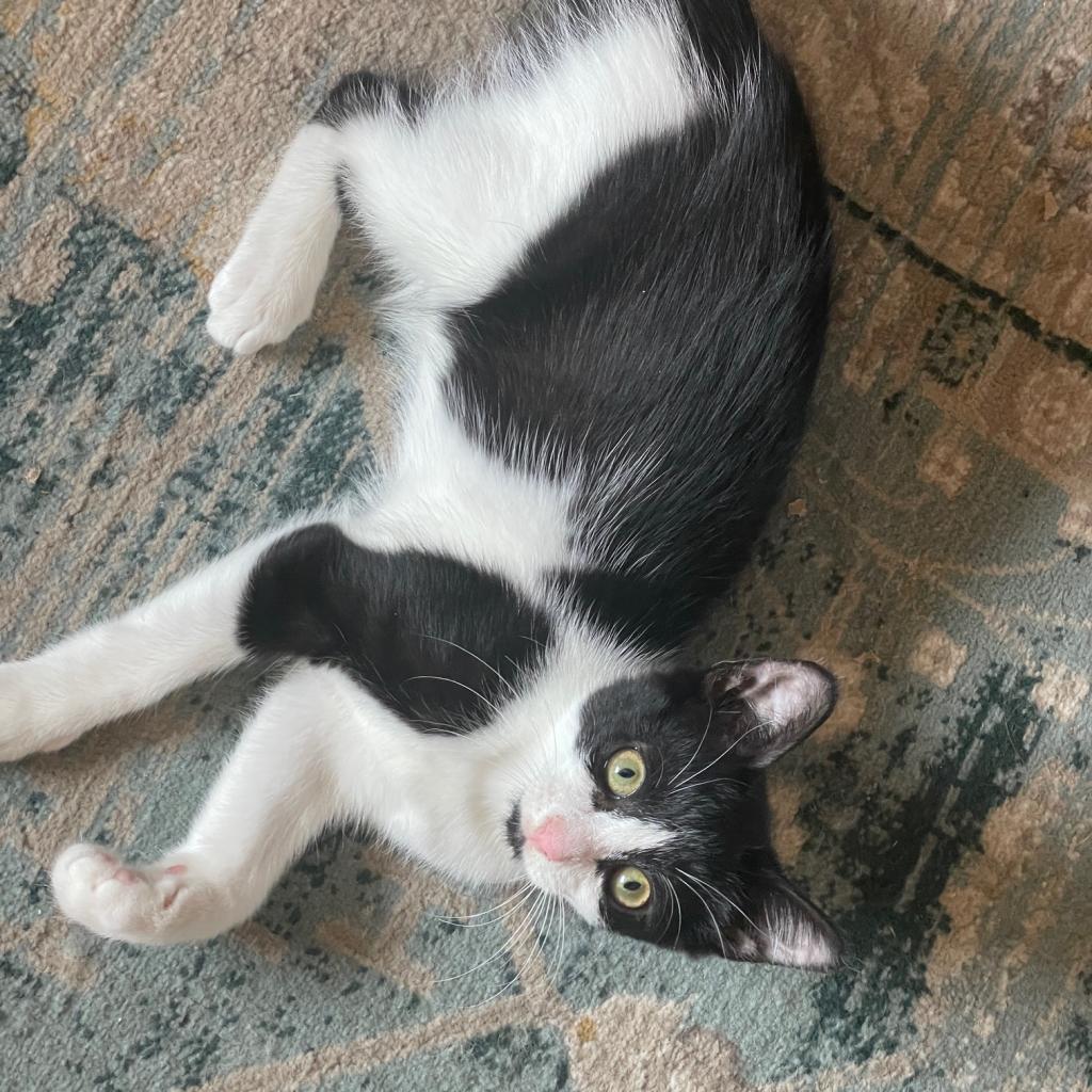 Mini Moo (bonded with Momma Moo)