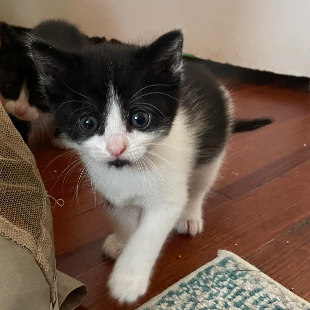Mini Moo (bonded with Momma Moo)
