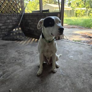 Buddy Davis, Adult Male Pit Bull Terrier
