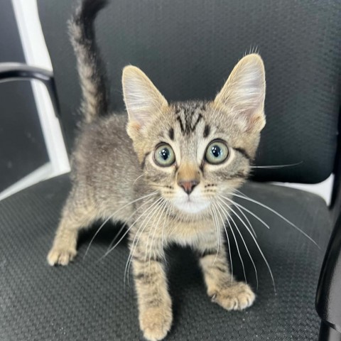 Ken-Ryan, an adoptable Domestic Short Hair in Garden City, KS, 67846 | Photo Image 2