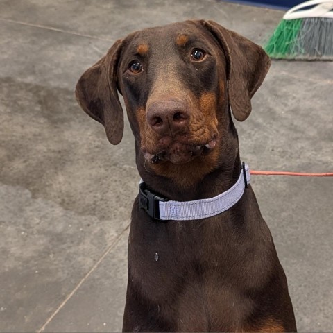 Bailey, an adoptable Doberman Pinscher in Show Low, AZ, 85901 | Photo Image 1