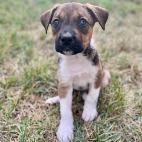 Sprite, an adoptable Pit Bull Terrier in Sartell, MN, 56377 | Photo Image 4