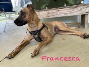 Francesca, Young Female Australian Shepherd