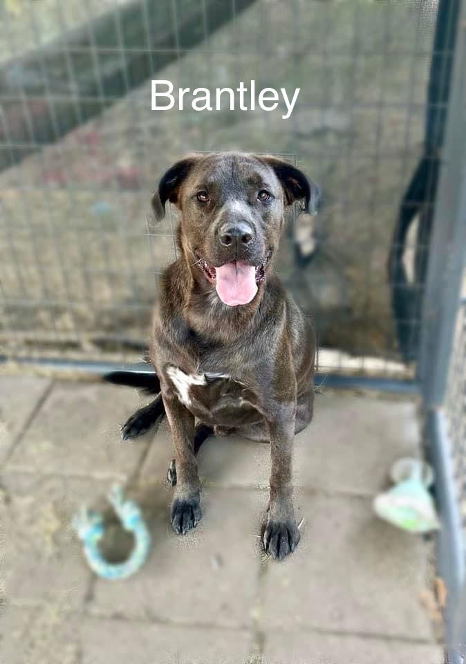 Brantley, an adoptable Labrador Retriever, Retriever in Farmerville, LA, 71241 | Photo Image 1