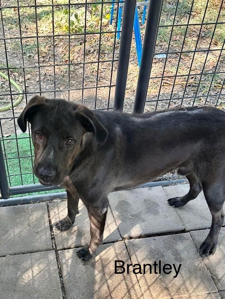 Brantley, an adoptable Labrador Retriever, Retriever in Farmerville, LA, 71241 | Photo Image 2