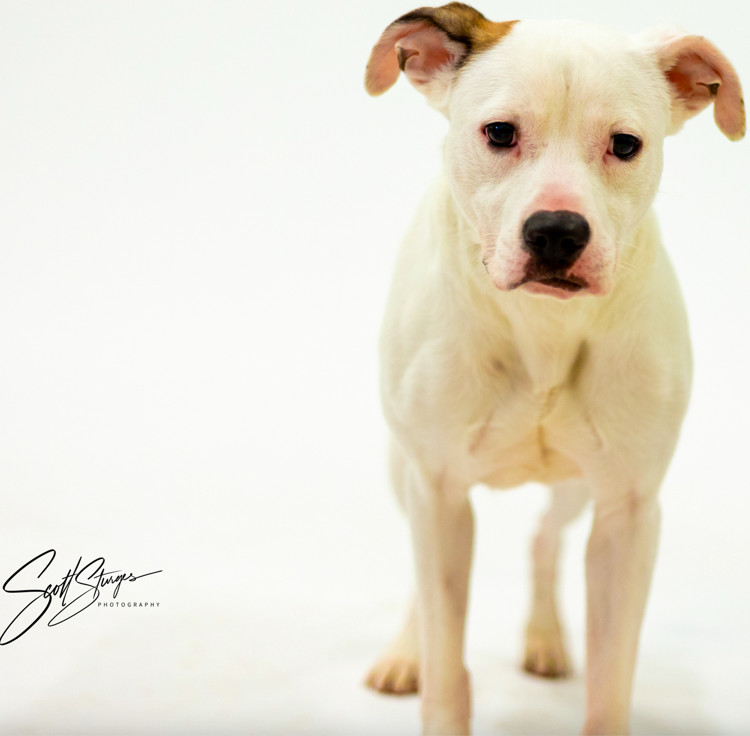 Chaplin, an adoptable Mountain Cur in Brooklyn Center, MN, 55429 | Photo Image 1