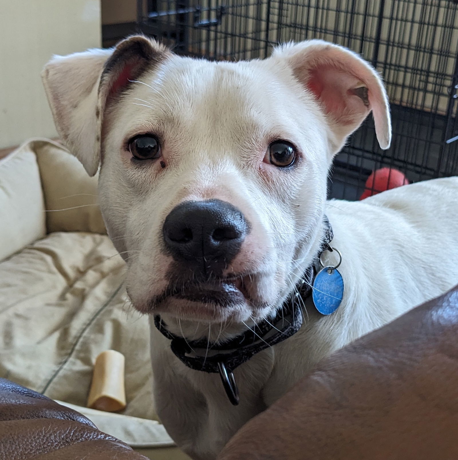 Chaplin, an adoptable Mountain Cur in Brooklyn Center, MN, 55429 | Photo Image 1