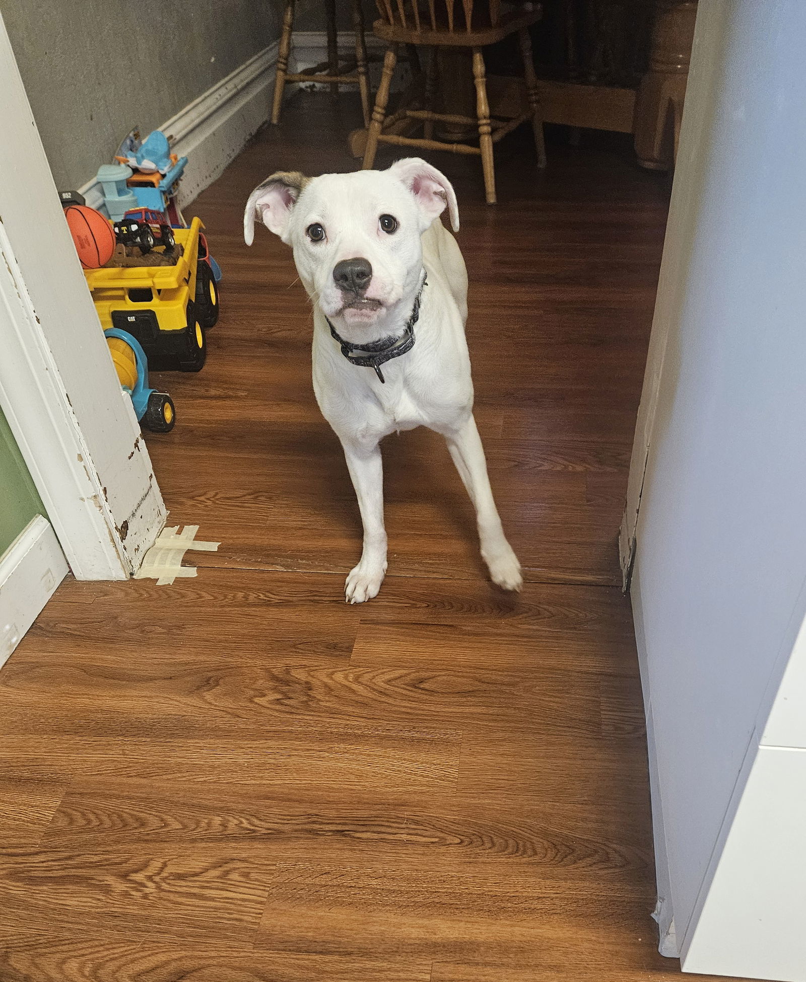 Chaplin, an adoptable Mountain Cur in Brooklyn Center, MN, 55429 | Photo Image 2