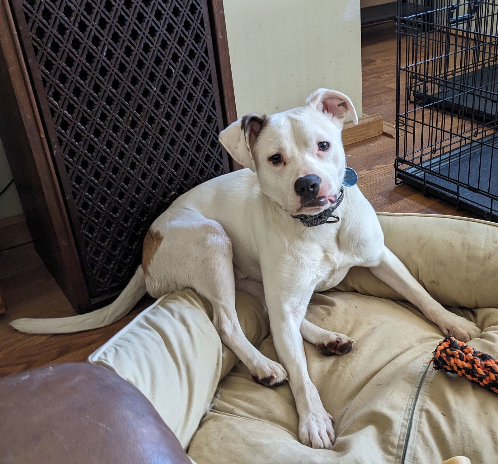 Chaplin, an adoptable Mountain Cur in Brooklyn Center, MN, 55429 | Photo Image 2