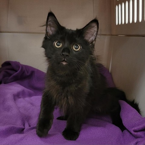 Tikki, an adoptable Domestic Long Hair in Coos Bay, OR, 97420 | Photo Image 1