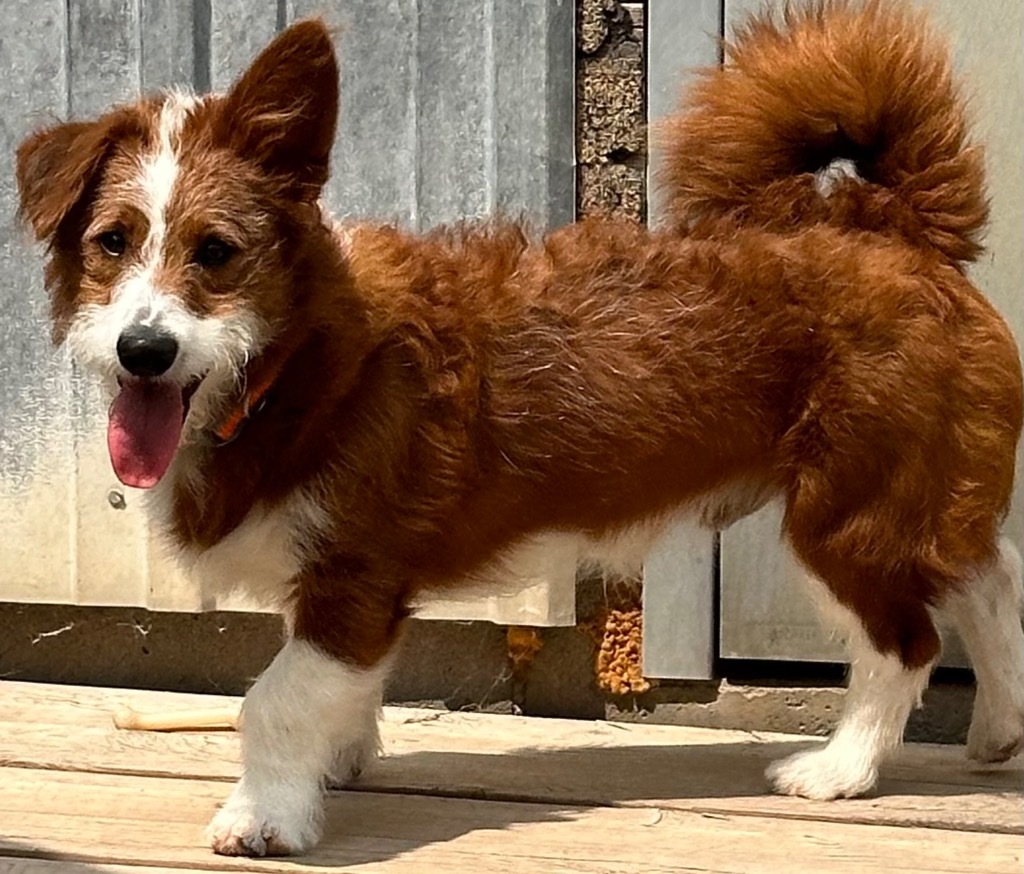 Marshall, an adoptable Corgi, Poodle in Hastings, NE, 68901 | Photo Image 1