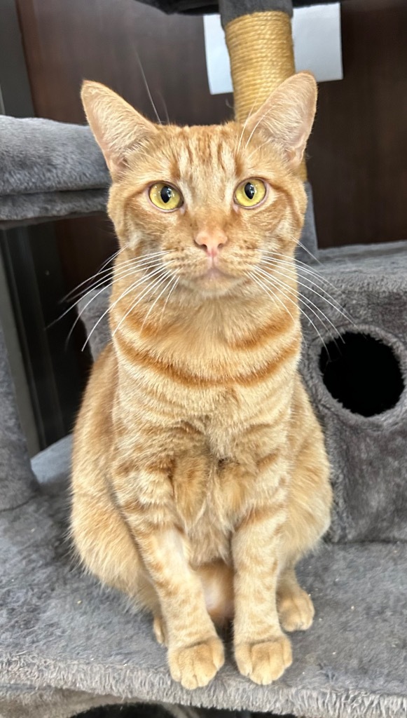 JC, an adoptable Domestic Short Hair in Cottonwood, AZ, 86326 | Photo Image 1