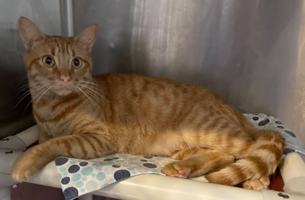 JC, an adoptable Domestic Short Hair in Cottonwood, AZ, 86326 | Photo Image 3