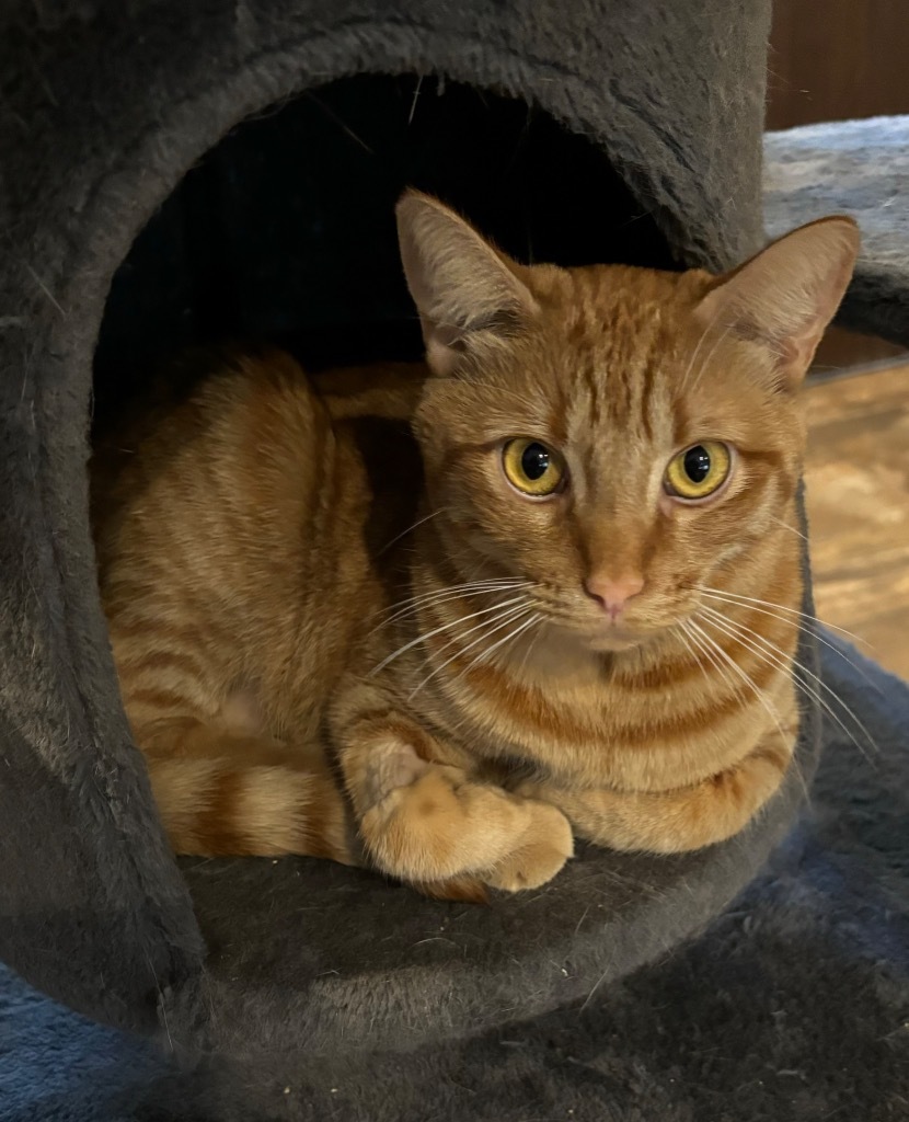 JC, an adoptable Domestic Short Hair in Cottonwood, AZ, 86326 | Photo Image 5