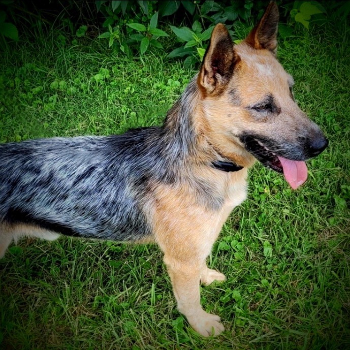 Festus, an adoptable Australian Cattle Dog / Blue Heeler, German Shepherd Dog in Pittsfield, IL, 62363 | Photo Image 1