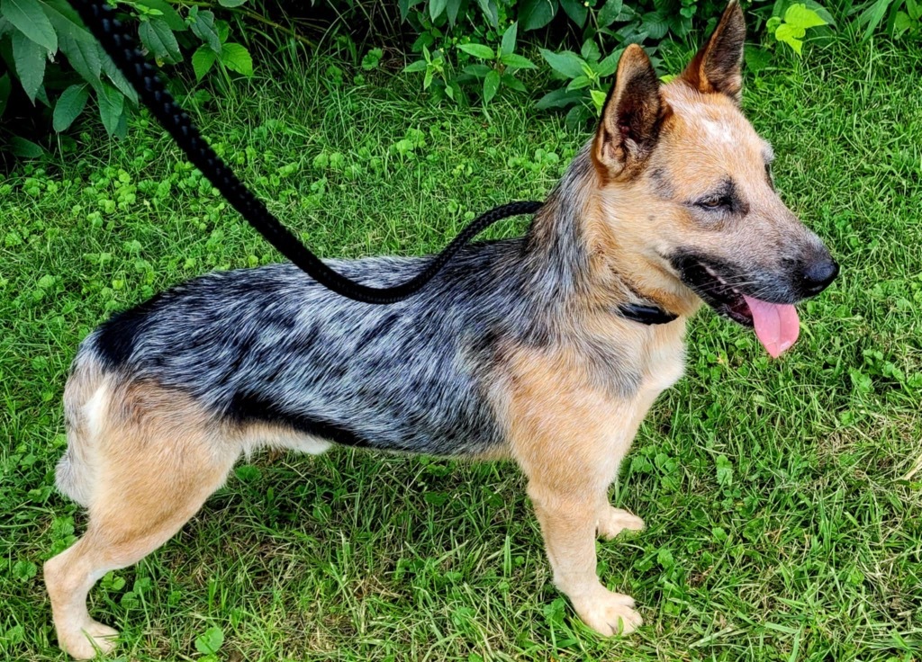 Festus, an adoptable Australian Cattle Dog / Blue Heeler, German Shepherd Dog in Pittsfield, IL, 62363 | Photo Image 2