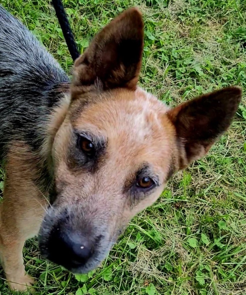 Festus, an adoptable Australian Cattle Dog / Blue Heeler, German Shepherd Dog in Pittsfield, IL, 62363 | Photo Image 3