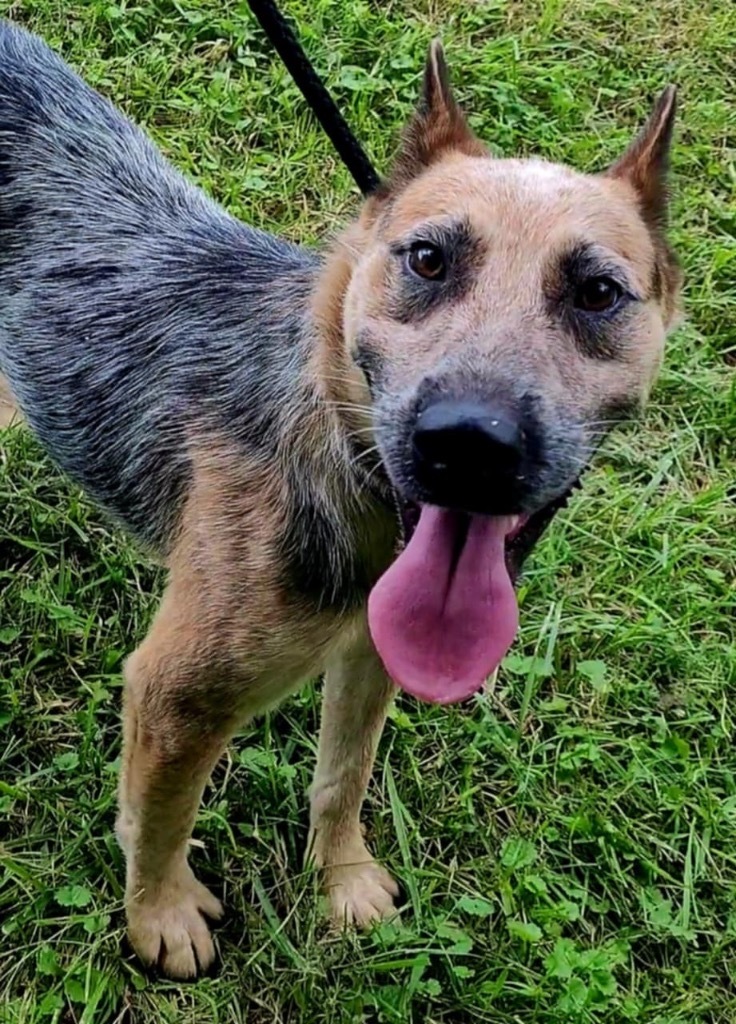 Festus, an adoptable Australian Cattle Dog / Blue Heeler, German Shepherd Dog in Pittsfield, IL, 62363 | Photo Image 4