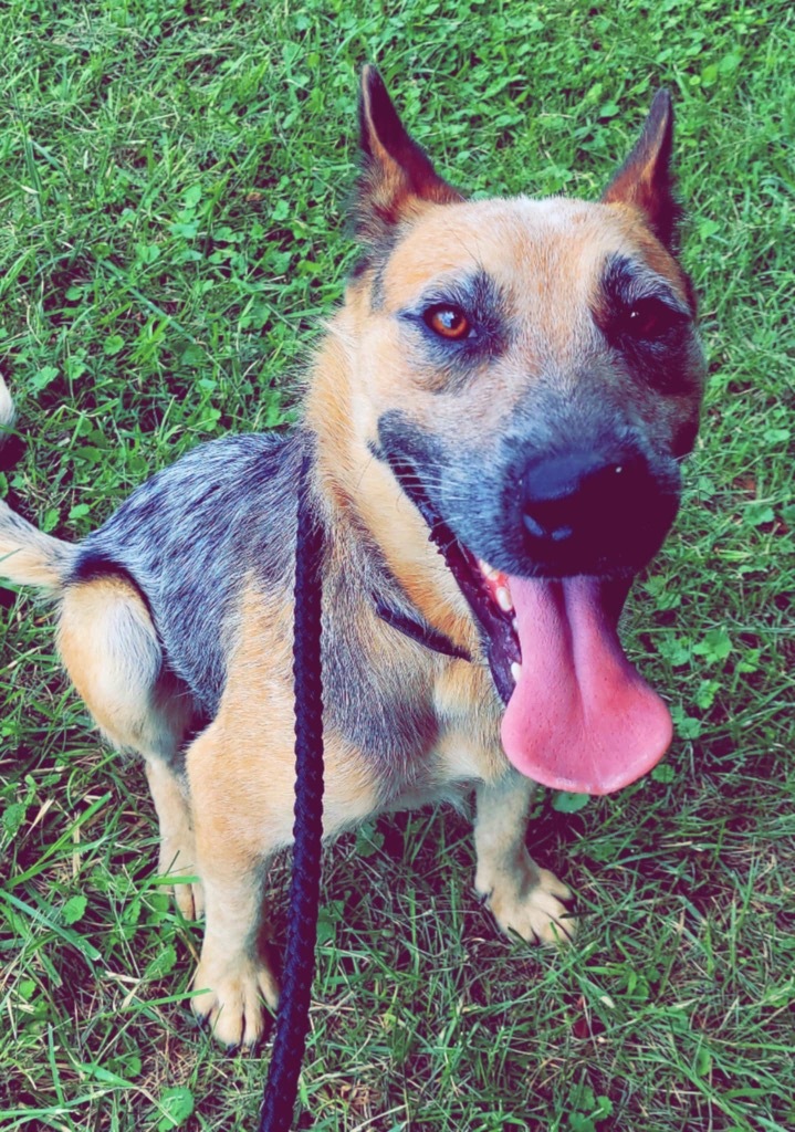 Festus, an adoptable Australian Cattle Dog / Blue Heeler, German Shepherd Dog in Pittsfield, IL, 62363 | Photo Image 5