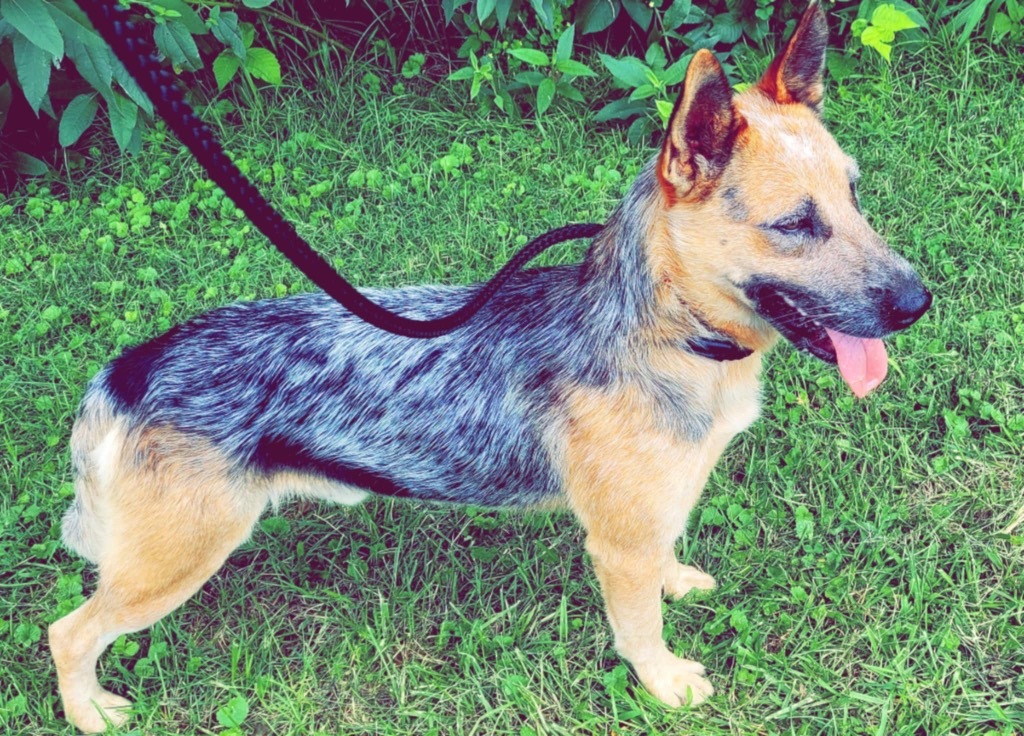 Festus, an adoptable Australian Cattle Dog / Blue Heeler, German Shepherd Dog in Pittsfield, IL, 62363 | Photo Image 6