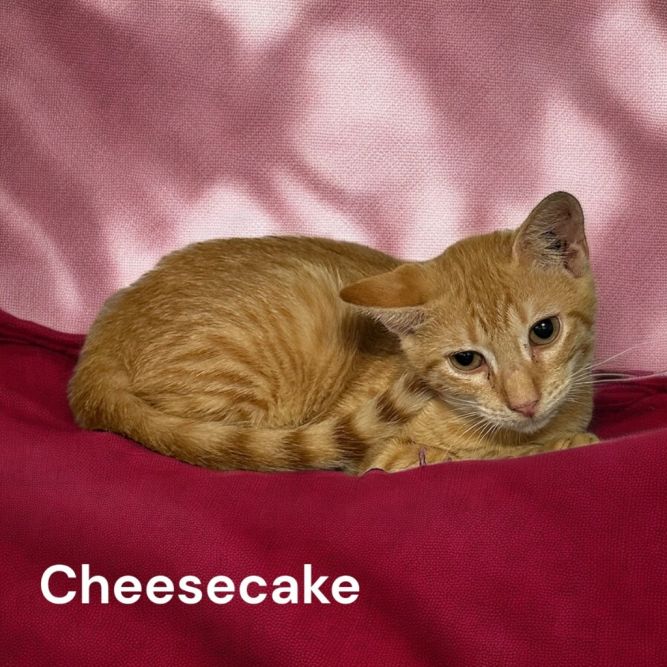 Cheesecake