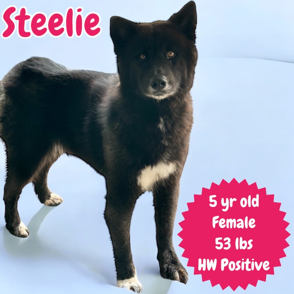 Steelie, an adoptable Affenpinscher in Sorrento, LA, 70778 | Photo Image 1