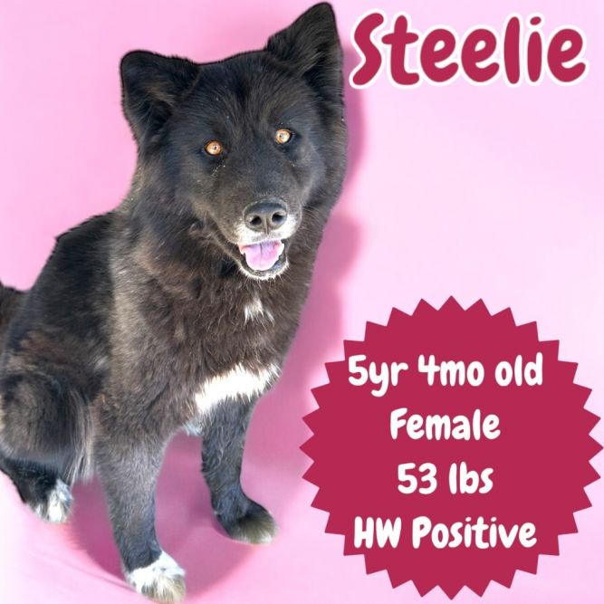 Steelie