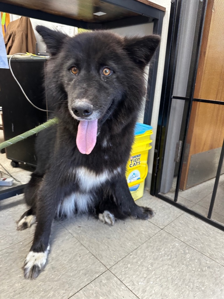 Steelie, an adoptable Affenpinscher in Sorrento, LA, 70778 | Photo Image 2