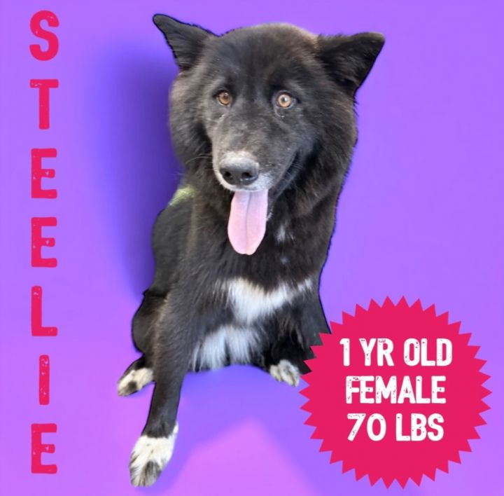 Steelie 6
