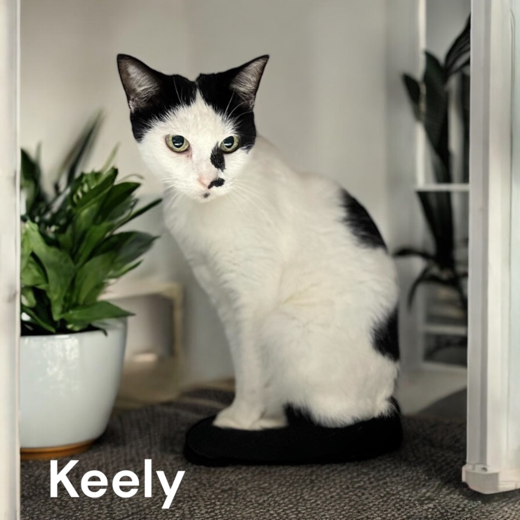 Keely, an adoptable Domestic Short Hair in Sorrento, LA, 70778 | Photo Image 1