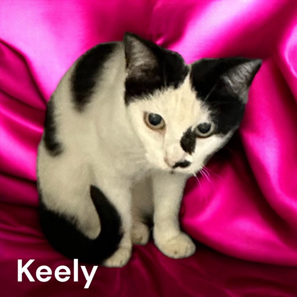 Keely, an adoptable Domestic Short Hair in Sorrento, LA, 70778 | Photo Image 2