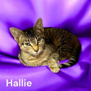 Hallie