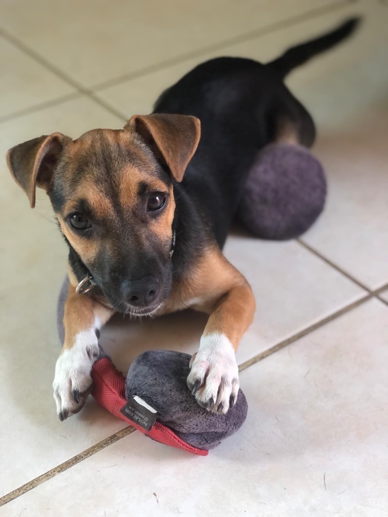 Roxy, an adoptable Mixed Breed in San Juan de Abajo, NAY, 63732 | Photo Image 1