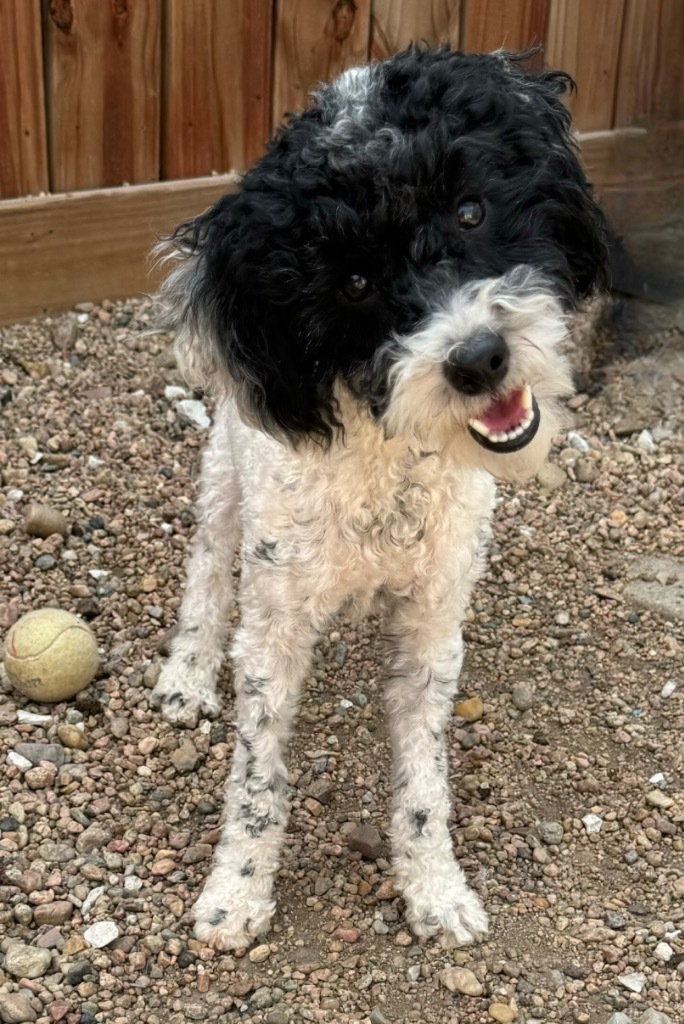 Chrissy, an adoptable Poodle in Hastings, NE, 68901 | Photo Image 1