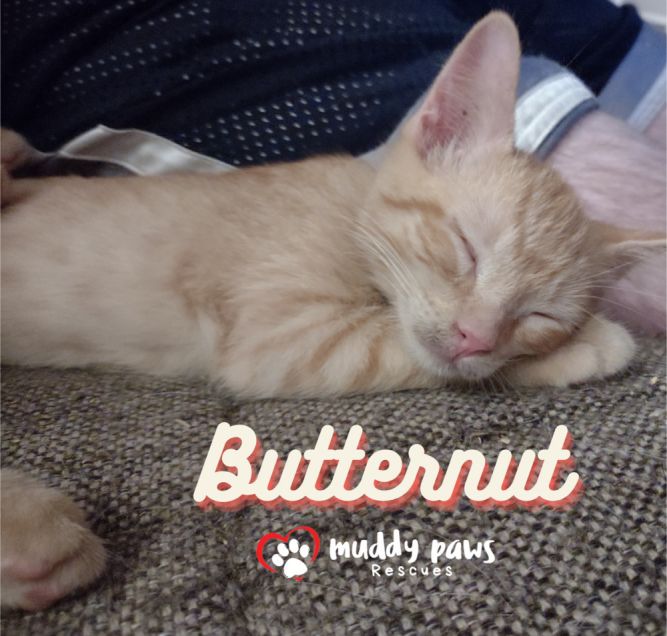 Garden Variety Litter: Butternut