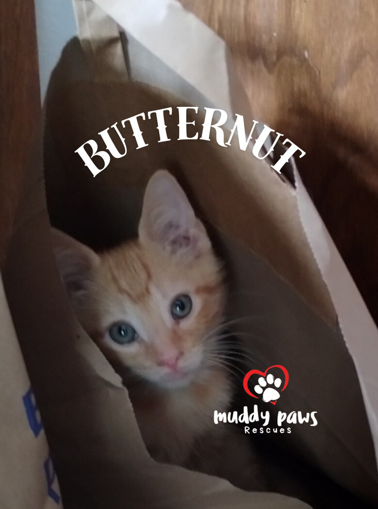 Garden Variety Litter: Butternut