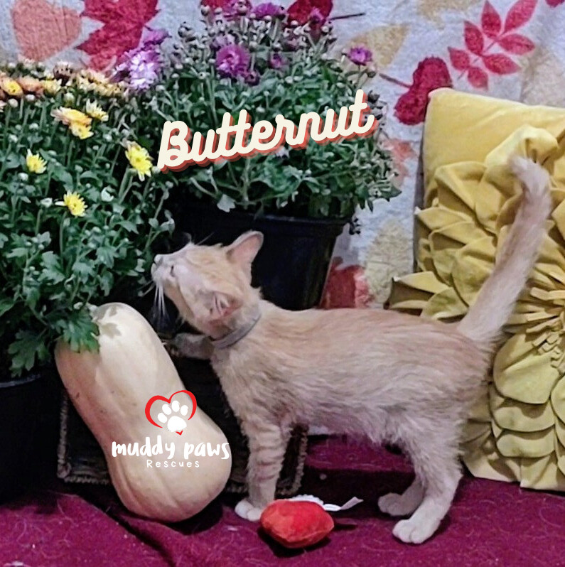 Garden Variety Litter: Butternut