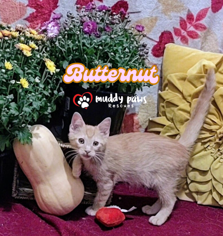 Garden Variety Litter: Butternut