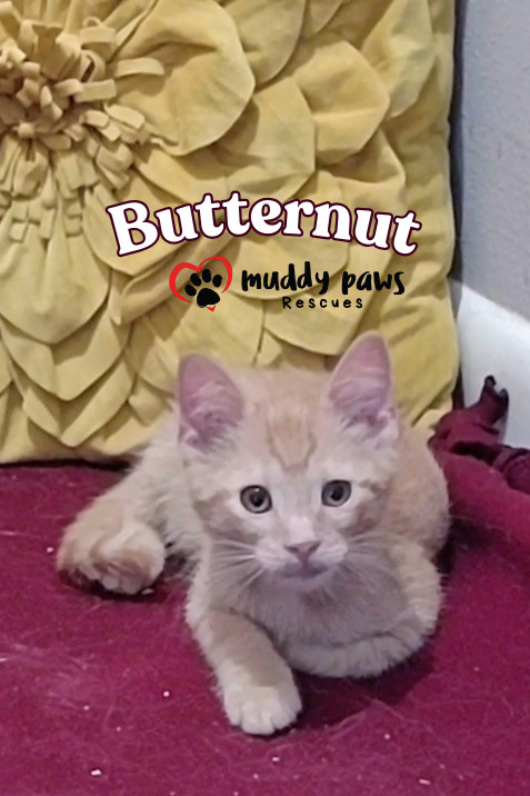 Garden Variety Litter: Butternut