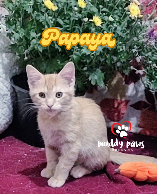 Garden Variety Litter: Papaya